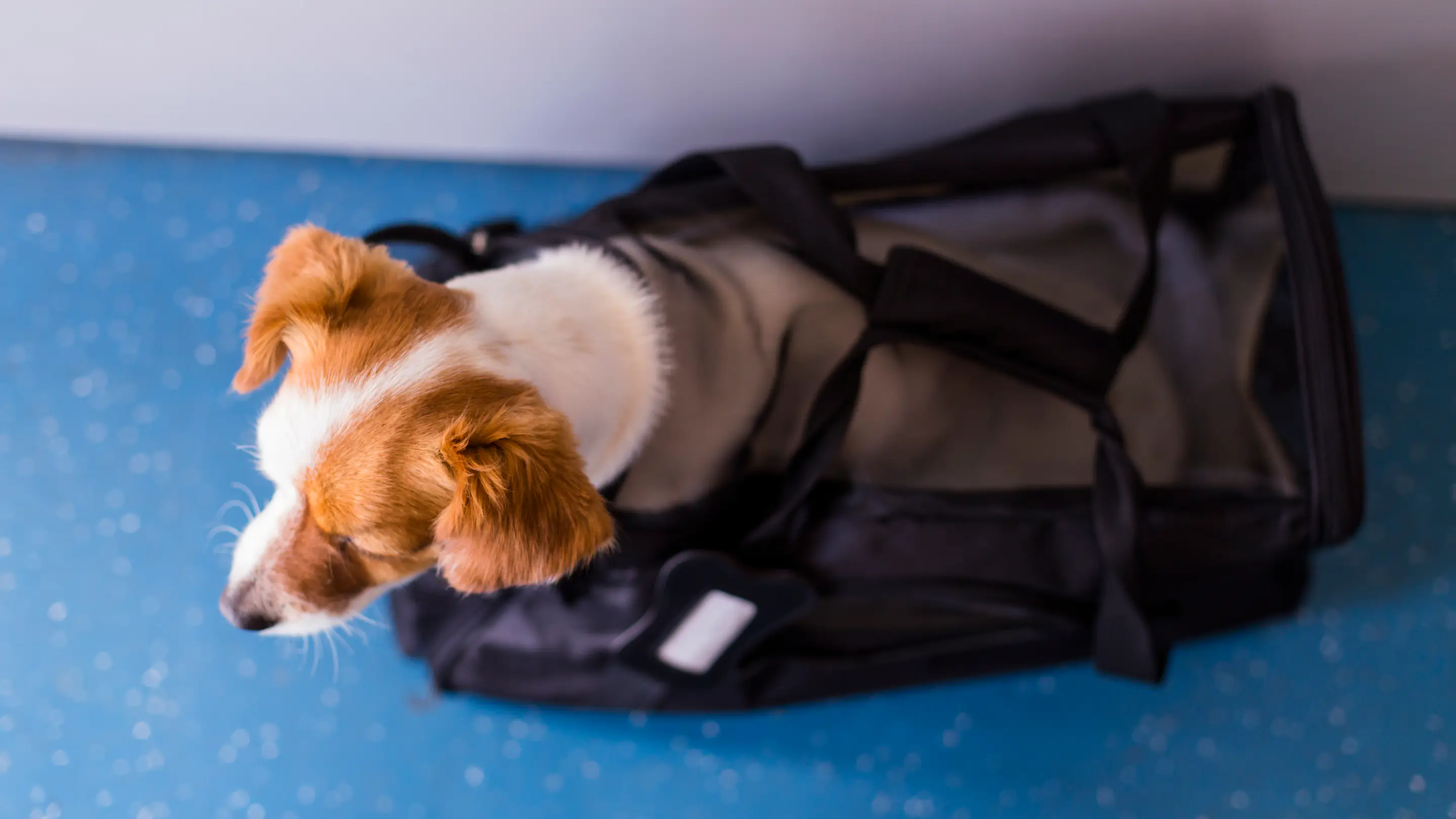Chien dans son sac de transport